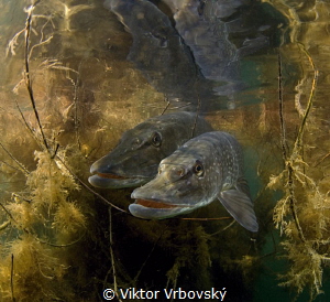 Mr and Mrs Pike by Viktor Vrbovský 